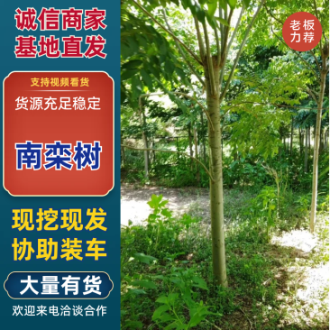 绿化树，南黄栾树，杆植树型好，树皮细嫩，光滑。适应小区绿