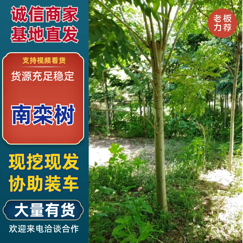 绿化树，南黄栾树，杆植树型好，树皮细嫩，光滑。适应小区绿