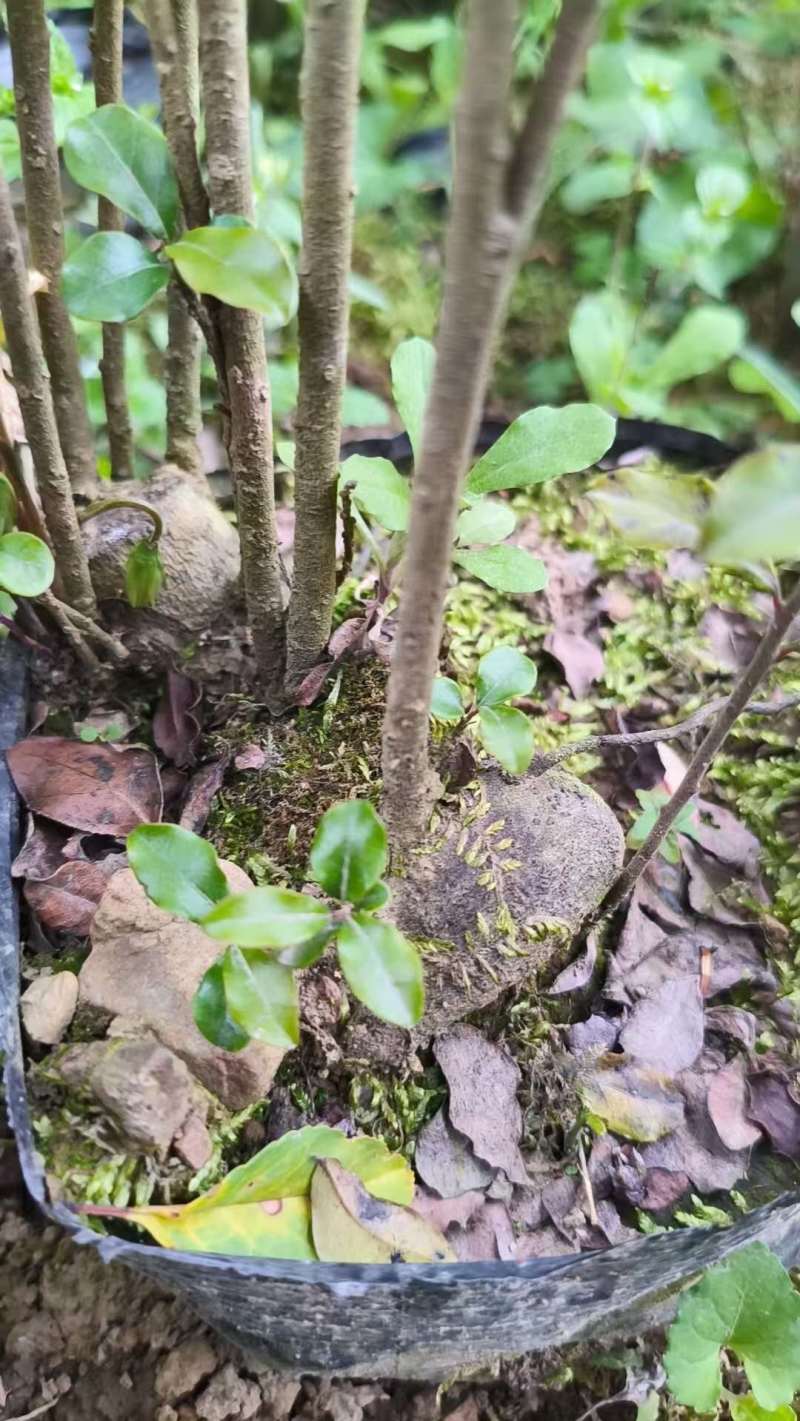 四川金弹子成活率高大量批发免费技术指导欢迎来电洽谈