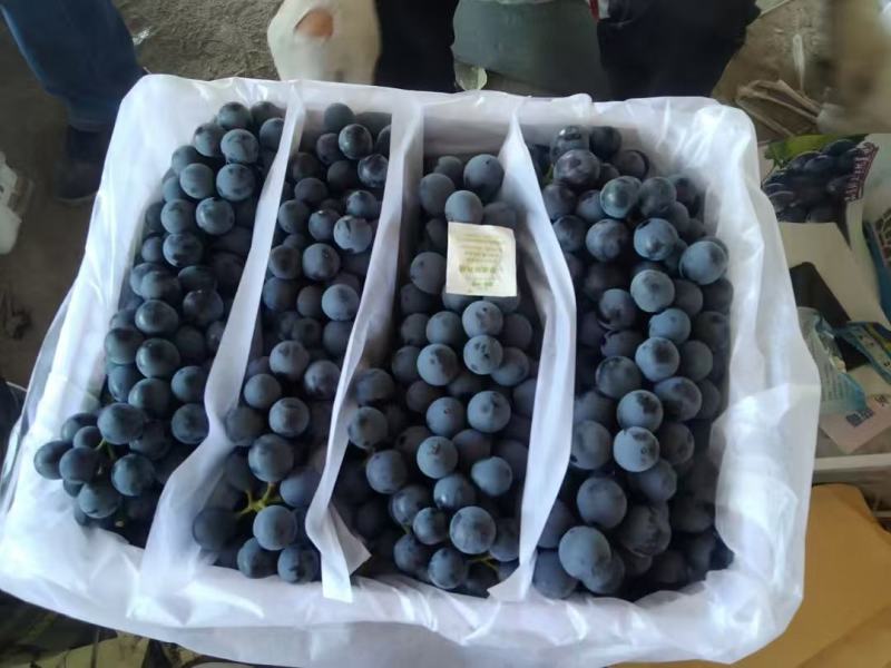 新疆夏黑葡萄产地直销量大质优价格优惠一手货源