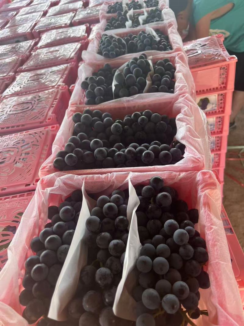 新疆夏黑葡萄产地直销量大质优价格优惠一手货源