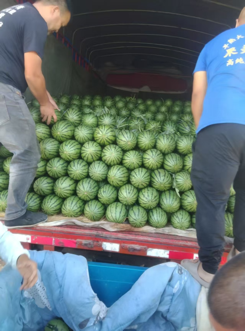 【热卖推荐】全美2K西瓜小吊瓜品类齐全几十万斤欢迎采购