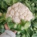 陕西精品松花菜/菜花/产地直发量大从优货源充足价格便宜
