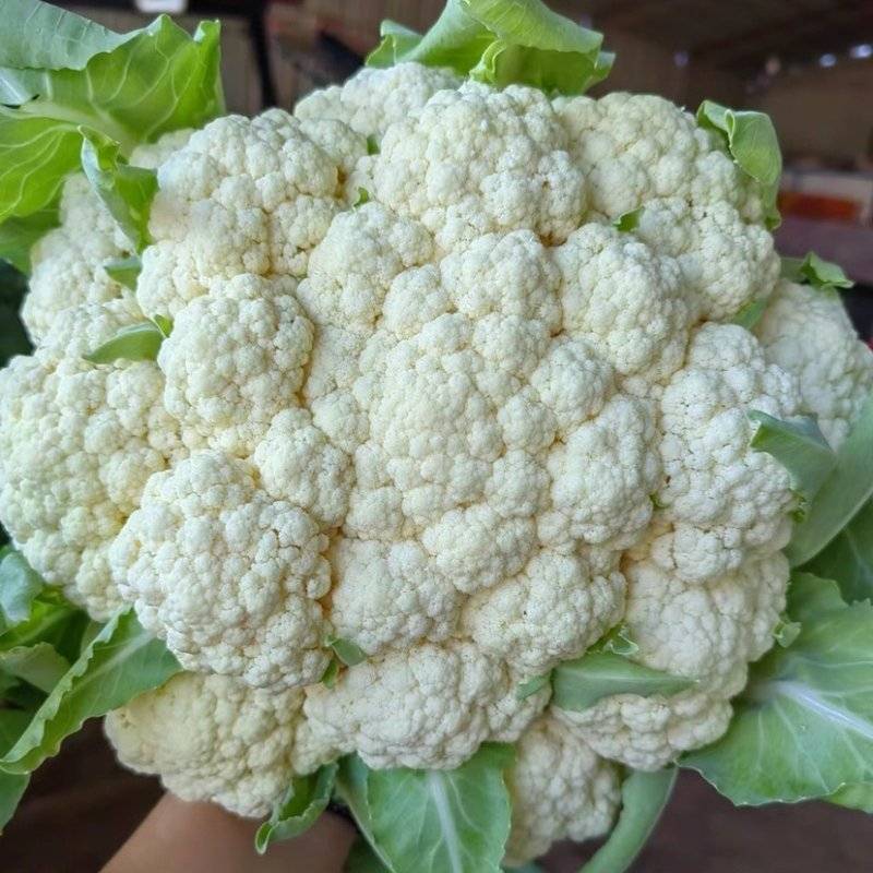 陕西精品松花菜/菜花/产地直发量大从优货源充足价格便宜