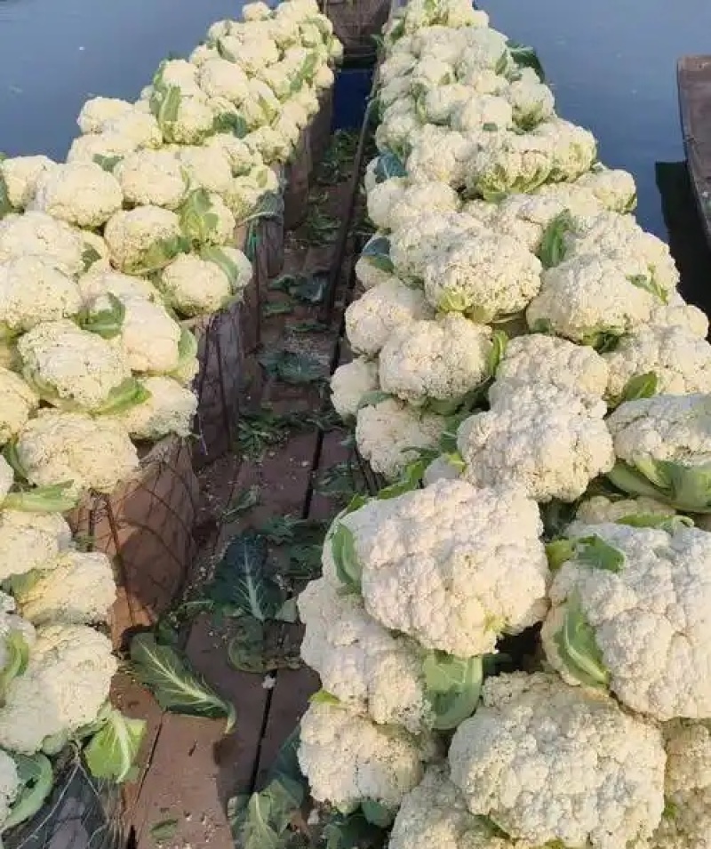 陕西精品松花菜/菜花/产地直发量大从优货源充足价格便宜
