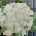 陕西精品松花菜/菜花/产地直发量大从优货源充足价格便宜
