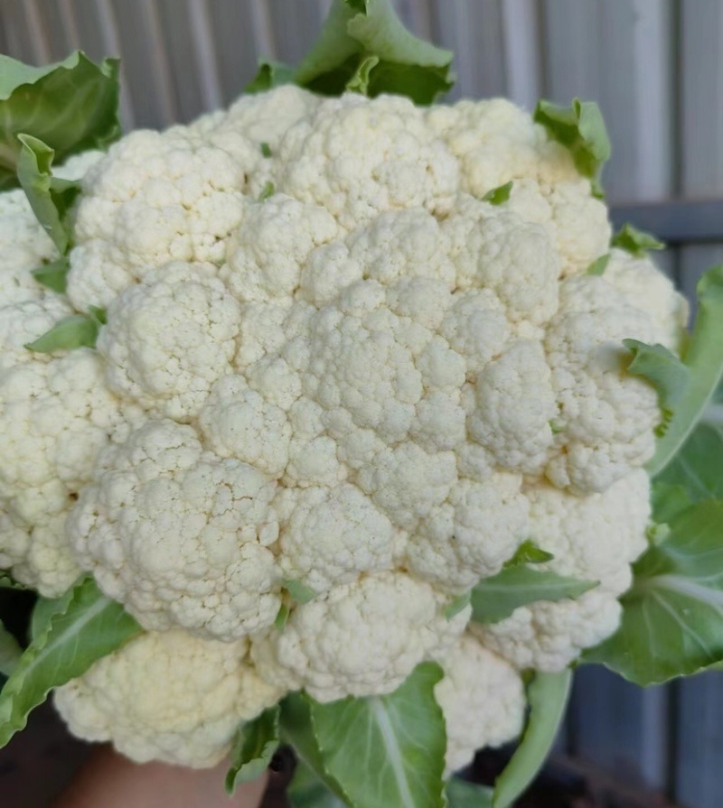 陕西精品松花菜/菜花/产地直发量大从优货源充足价格便宜