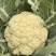 陕西精品松花菜/菜花/产地直发量大从优货源充足价格便宜