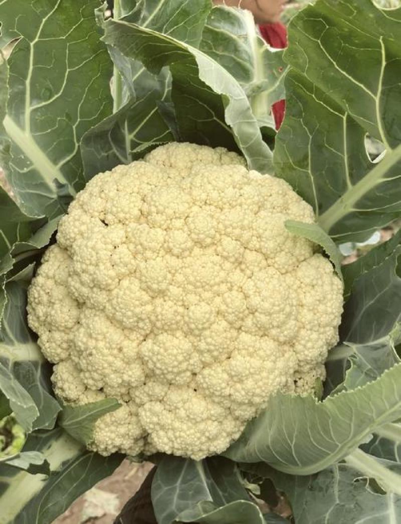 陕西精品松花菜/菜花/产地直发量大从优货源充足价格便宜