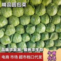 陕西咸阳精品甘蓝圆包菜/规格齐全/产地直发量大从优