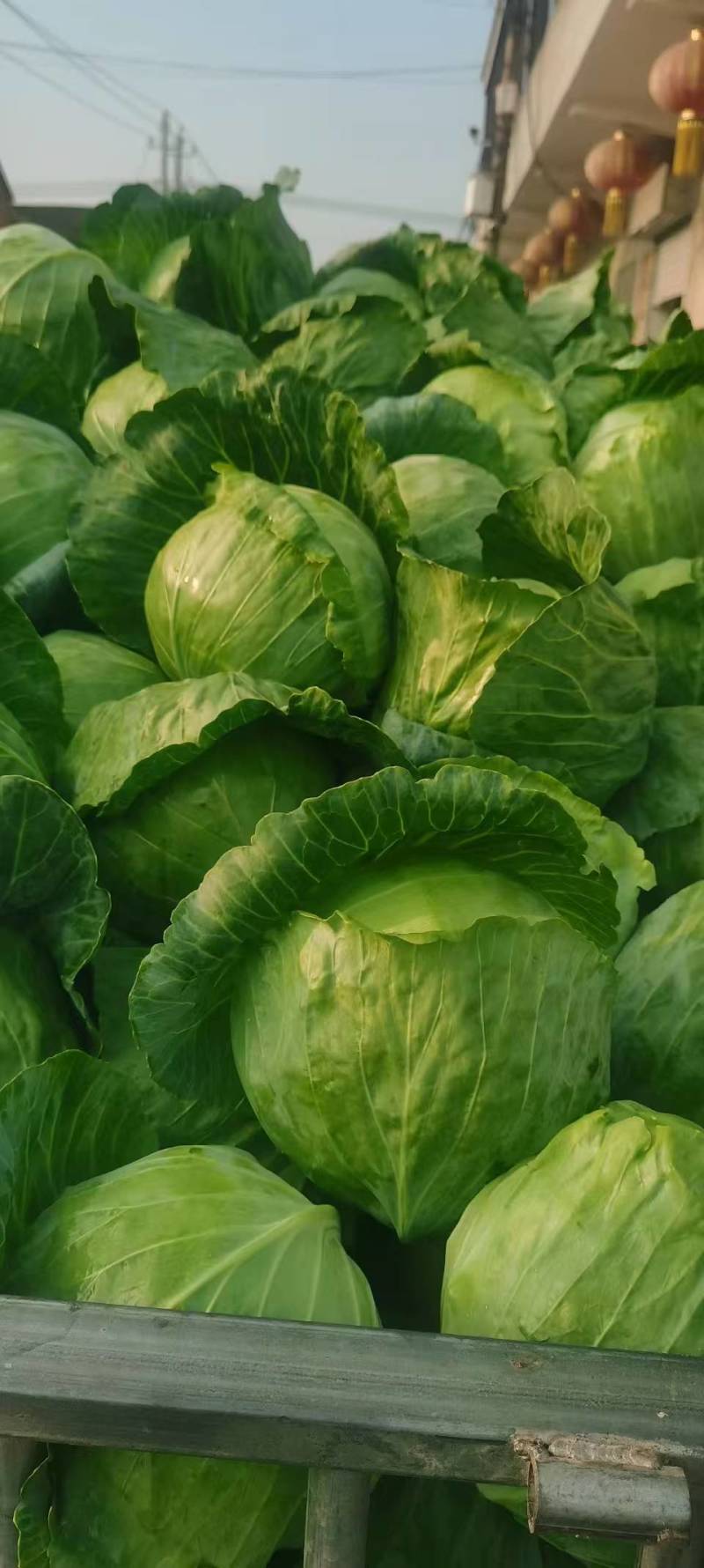 陕西咸阳精品圆包菜/甘蓝大量上市中/诚信经营欢迎来电