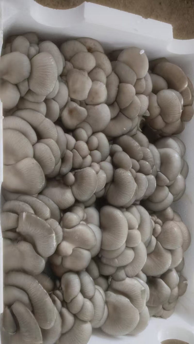平菇一手货源基地直发品质保证量大从优欢迎来电