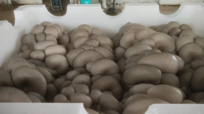 平菇一手货源基地直发品质保证量大从优欢迎来电