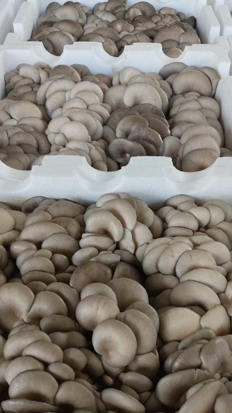 平菇一手货源基地直发品质保证量大从优欢迎来电