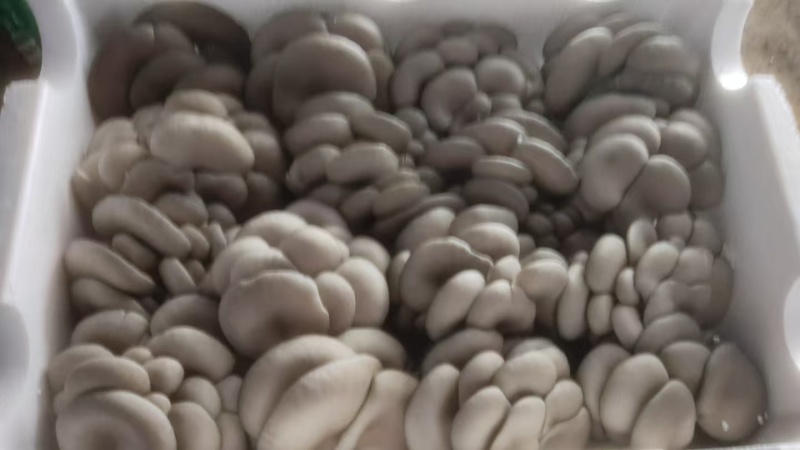 平菇一手货源基地直发品质保证量大从优欢迎来电