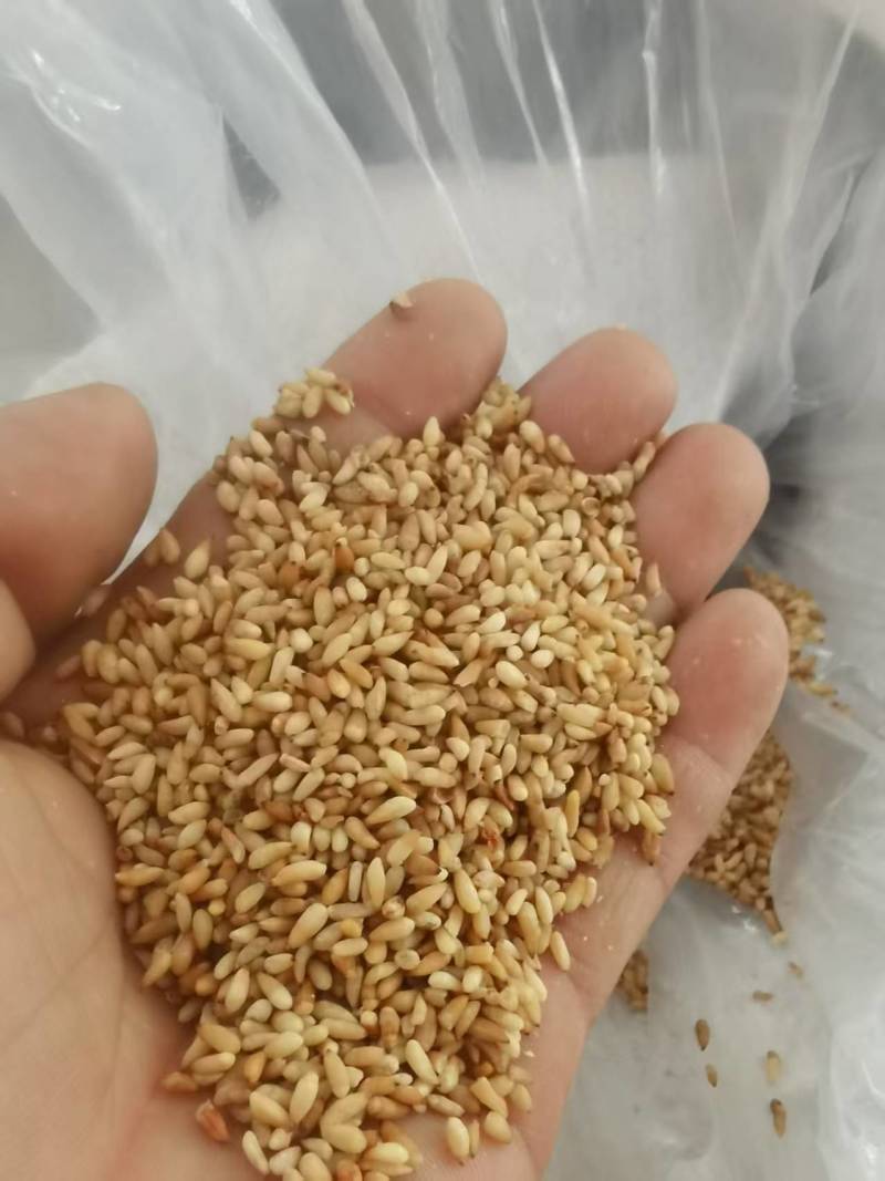 山东汶上县小秦村柏子仁原产地直发品质保证欢迎来电咨询