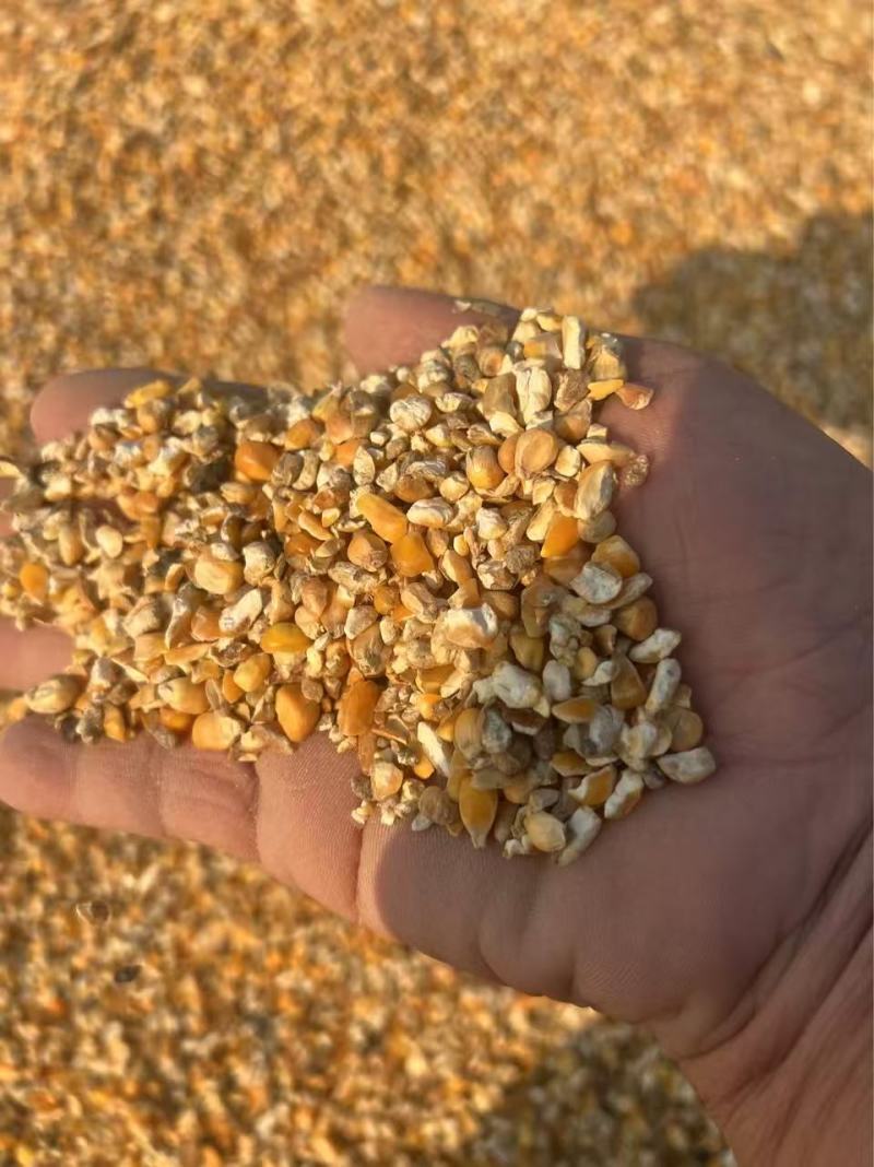 山东菏泽郓城县碎玉米自家工厂直销全年都有现货