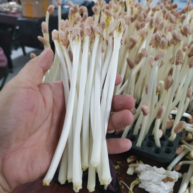 水培花生芽（200克盒装）量大从优价格美丽欢迎咨询