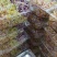 炫彩萝卜芽200克/盒产地直发量大从优欢迎来电