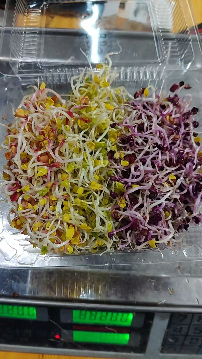 炫彩萝卜芽200克/盒产地直发量大从优欢迎来电