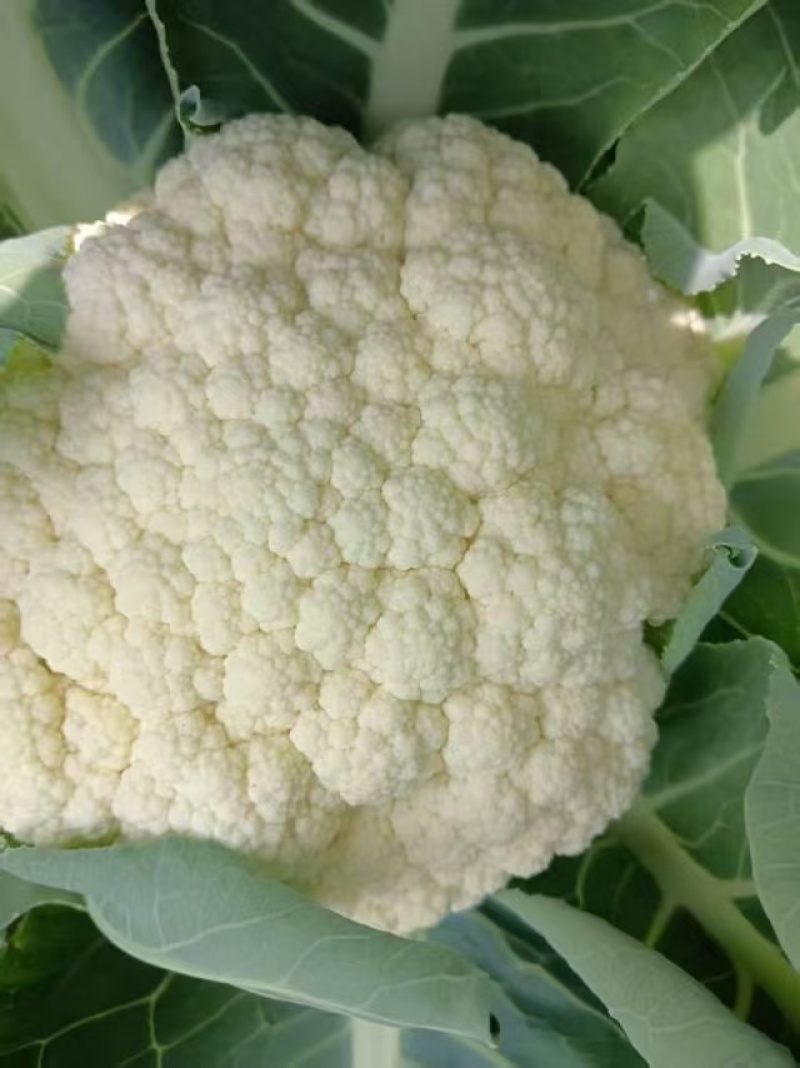 花菜，大量新鲜新货速发，保质保量欢迎选购