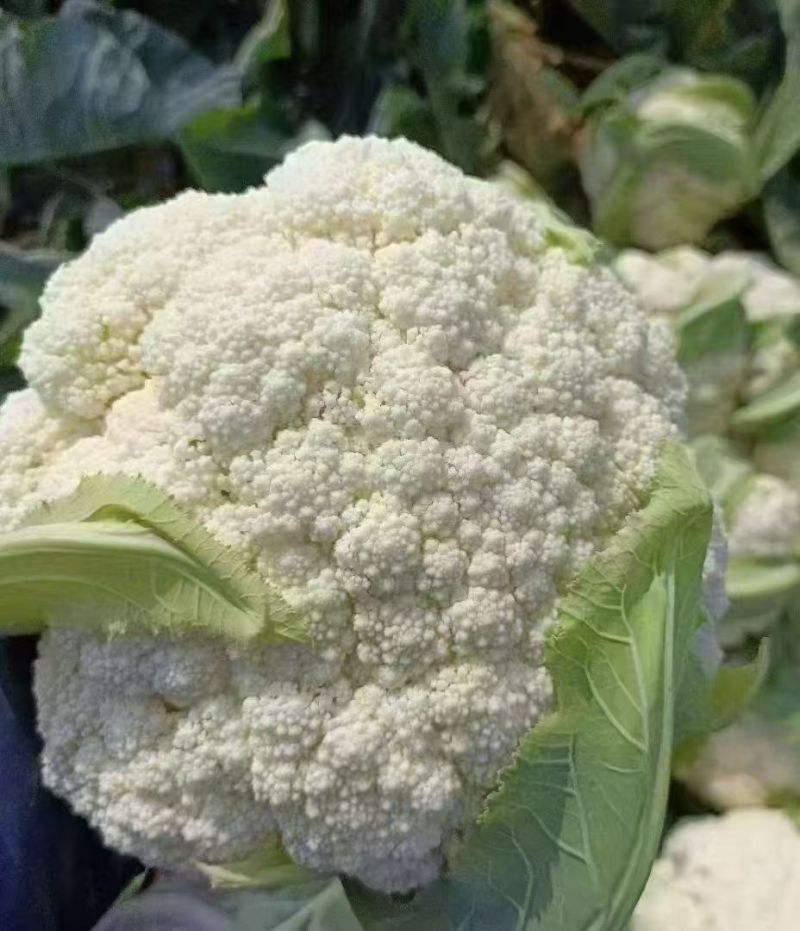 花菜，大量新鲜新货速发，保质保量欢迎选购