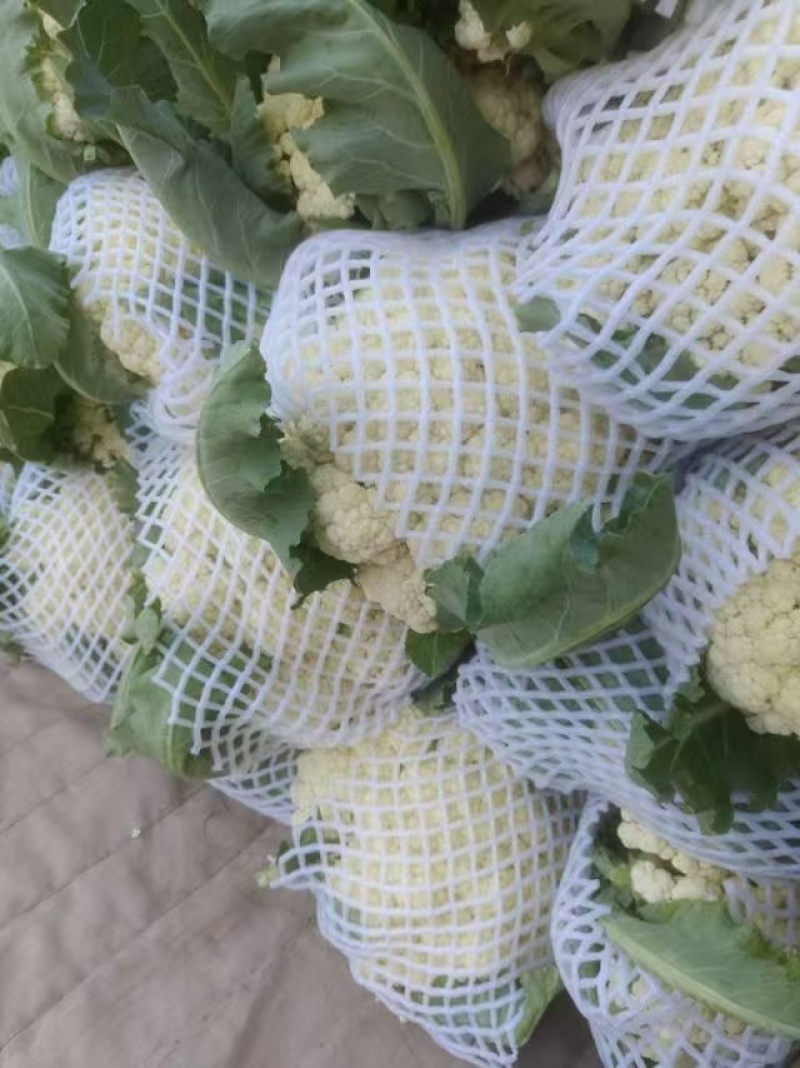 花菜，大量新鲜新货速发，保质保量欢迎选购