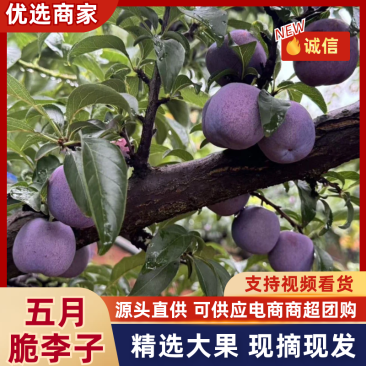 精品云南李子五月脆李货源充足量大从优质量保证欢迎咨询