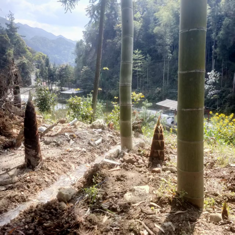 湖北恩施含硒笋干大量现货供应，规格齐全，一件代发保质保量