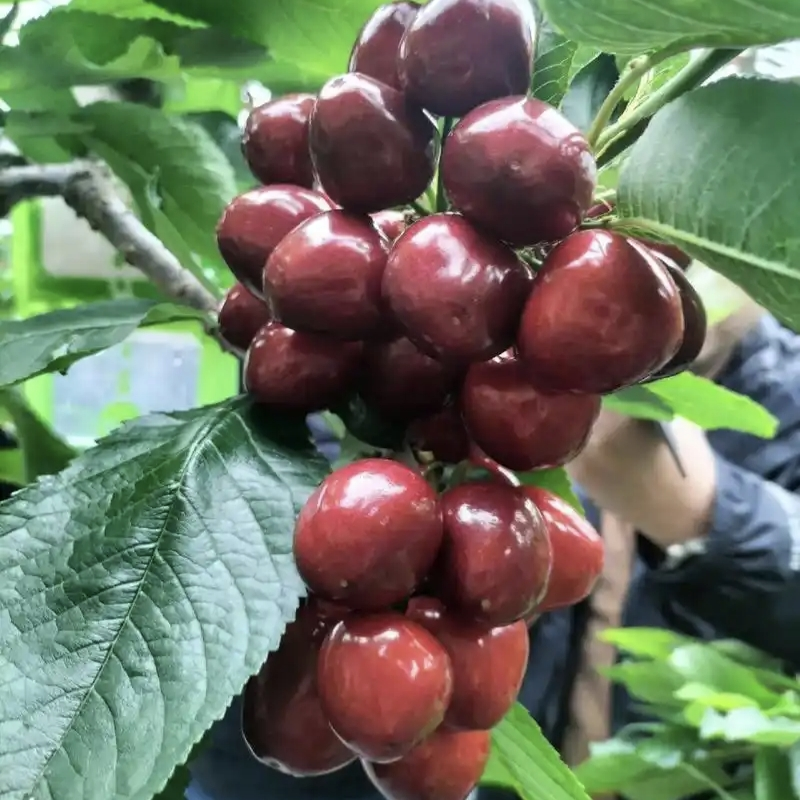 【推荐】精品美早樱桃对接电商市场各大平台全国发货欢迎联系