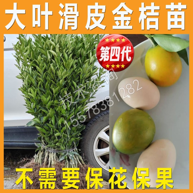 第四代阳朔大叶滑皮金桔苗新品种