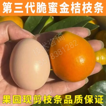 第三代脆蜜金桔枝条脆蜜金柑枝条脆密正宗果园现剪枝条品种保