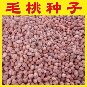 毛桃种子