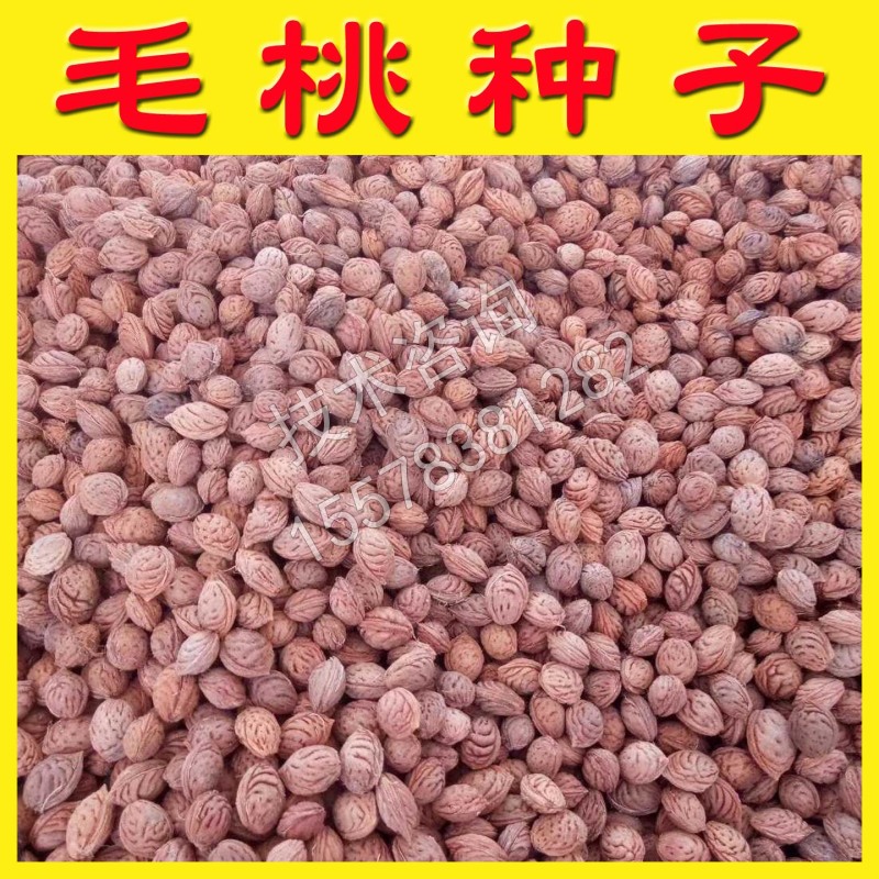 毛桃种子