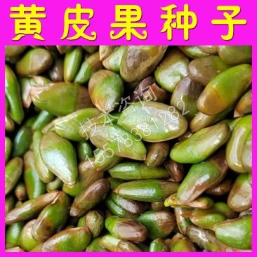黄皮果种子