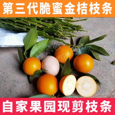 新品种第四代大叶滑皮金桔枝条脆皮金柑接穗品种保证果园现剪