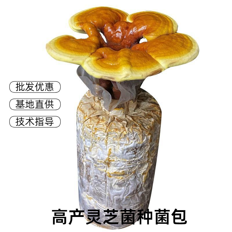 灵芝菌包批发家庭种植活体灵芝菌种可食用观赏技术支持