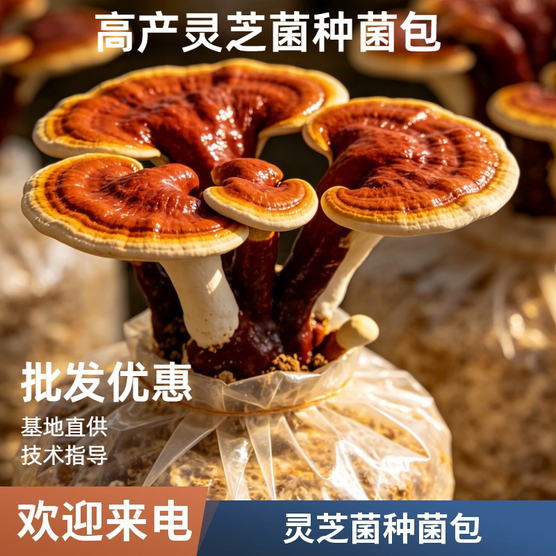 灵芝菌包批发家庭种植活体灵芝菌种可食用观赏技术支持
