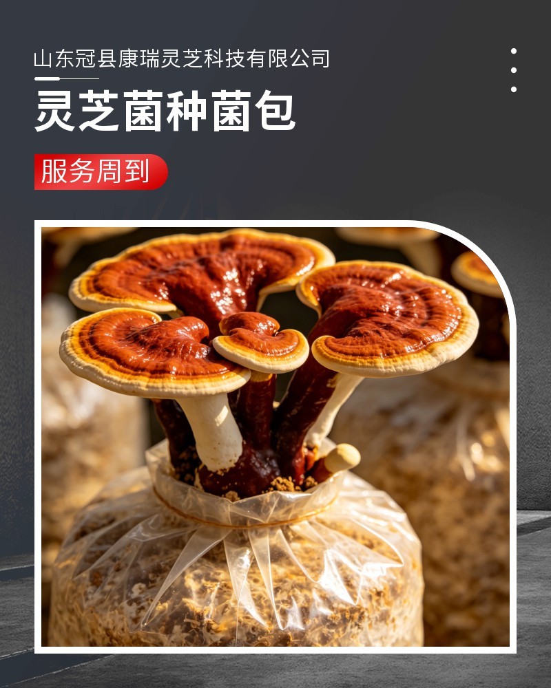 灵芝菌包批发家庭种植活体灵芝菌种可食用观赏技术支持