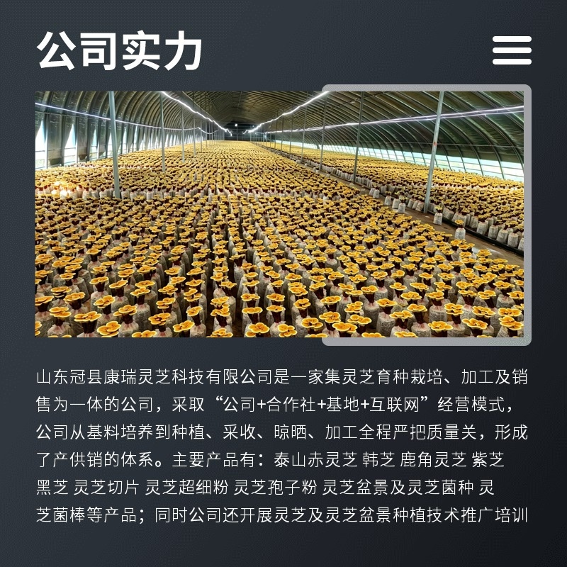 灵芝菌包批发家庭种植活体灵芝菌种可食用观赏技术支持
