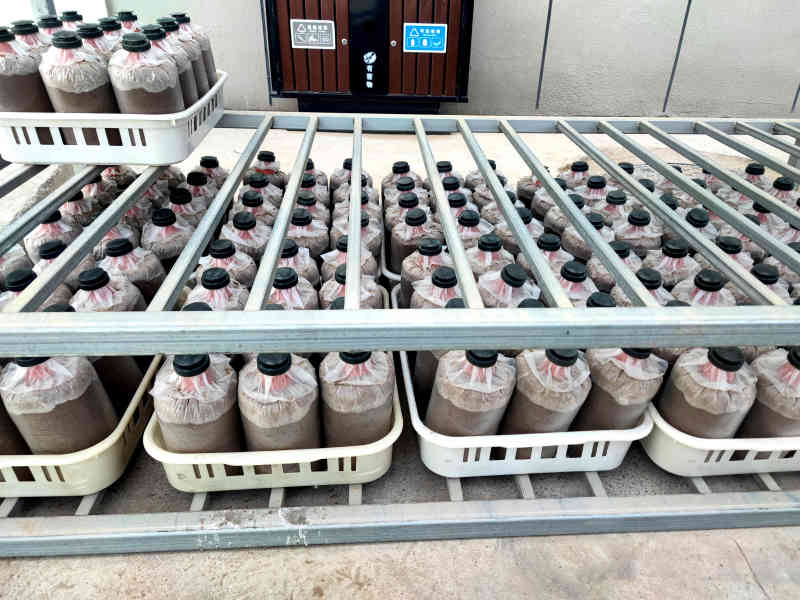 灵芝菌包批发家庭种植活体灵芝菌种可食用观赏技术支持