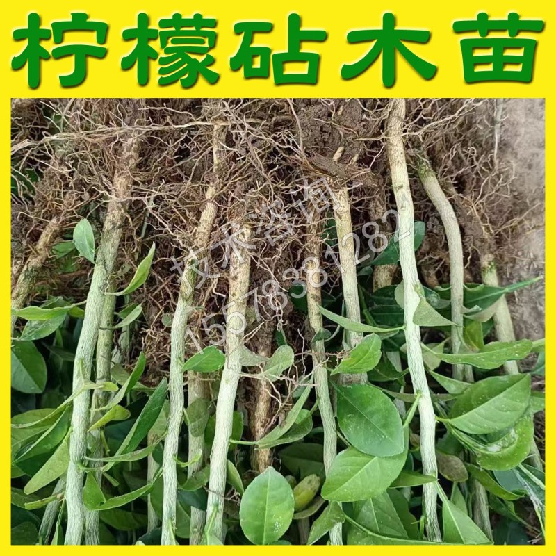 土柠檬苗红柠檬苗嫁接嫁接砧木柠檬实生苗直生苗