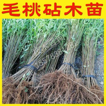 毛桃苗桃树嫁接砧木苗桃子李子嫁接砧木苗实生苗直生苗