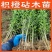 枳橙苗实生苗大叶枳壳苗直生苗嫁接柑橘砧木树苗