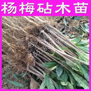 杨梅苗实生苗直生苗杨梅嫁砧木苗原生苗