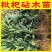 枇杷苗嫁接枇杷砧木苗实生苗直生苗原生苗