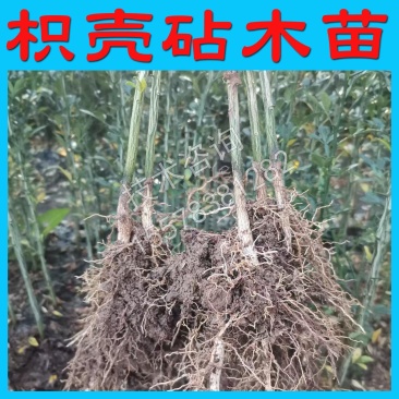 枳壳苗枸橘苗柑橘嫁接砧木苗实生苗直生苗
