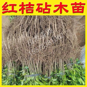 四川红桔苗红橘树苗实生苗直生苗原生苗嫁接砧木靠接砧木