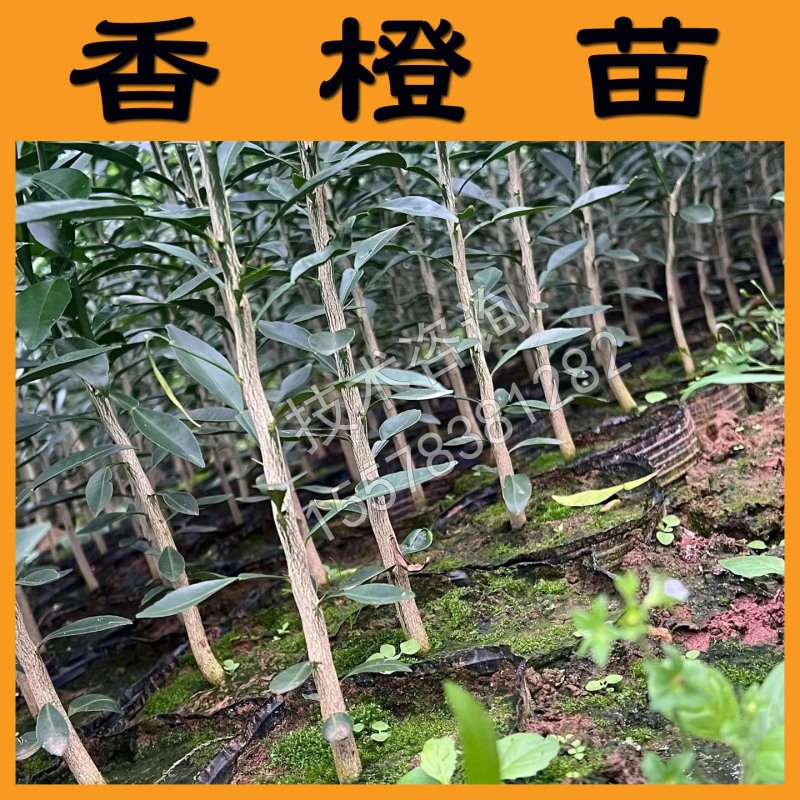 香橙苗小叶软枝香橙苗柑橘嫁接砧木苗实生苗直生苗