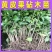 黄皮果苗直生苗嫁接砧木苗原生苗嫁接黄皮砧木苗